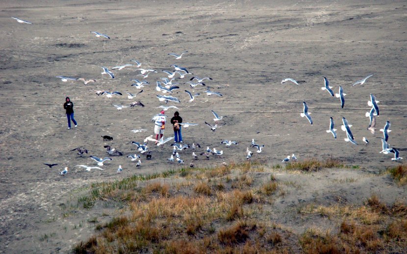 Feeding Seagulls